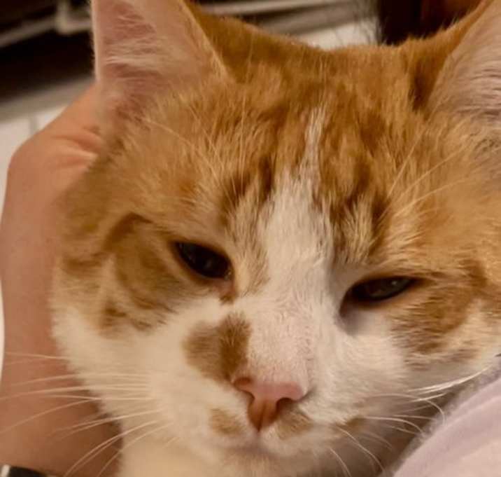 Photo of Cinnabar