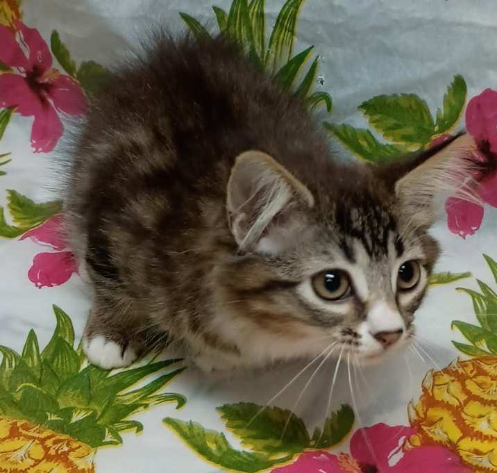 Photo of Clover