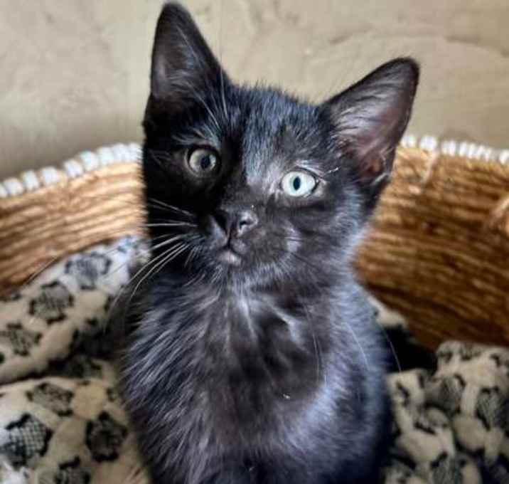 Photo of Marley