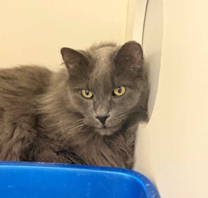 Photo of Salem (Brady)