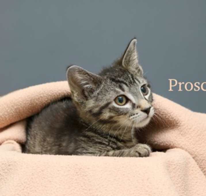 Photo of Proscuitto