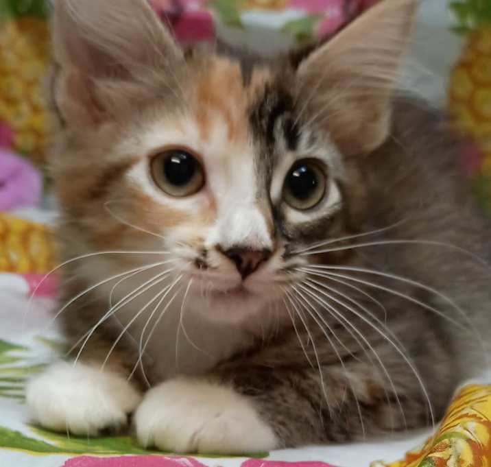 Photo of Daisy