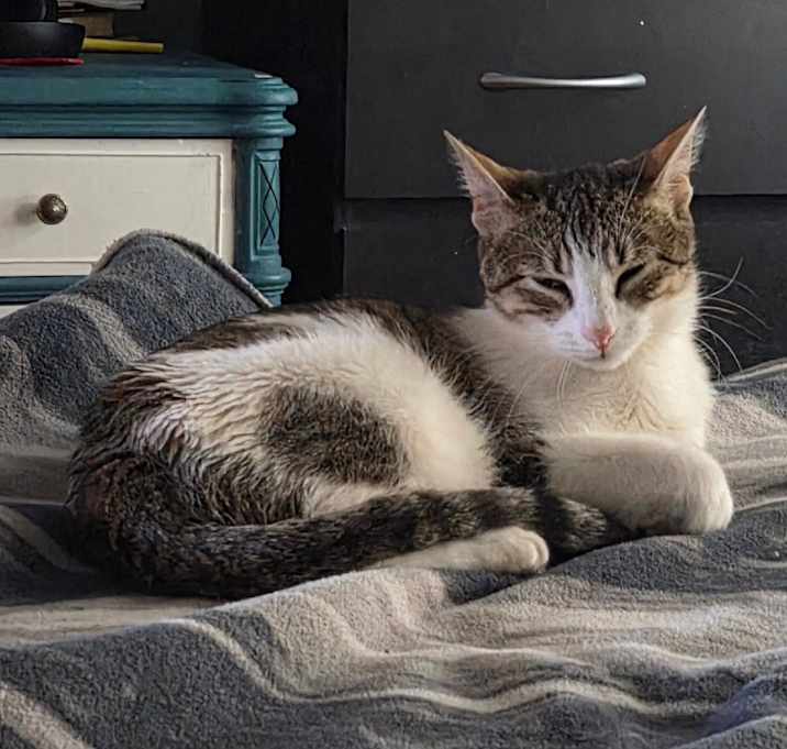 Photo of Pixie