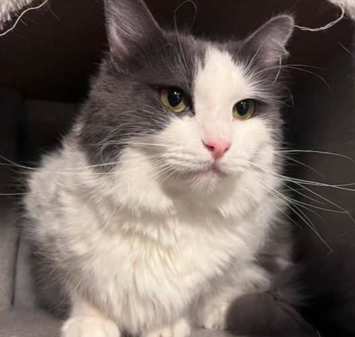 Photo of Spunky