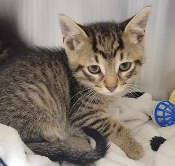 Photo of MEOWTH