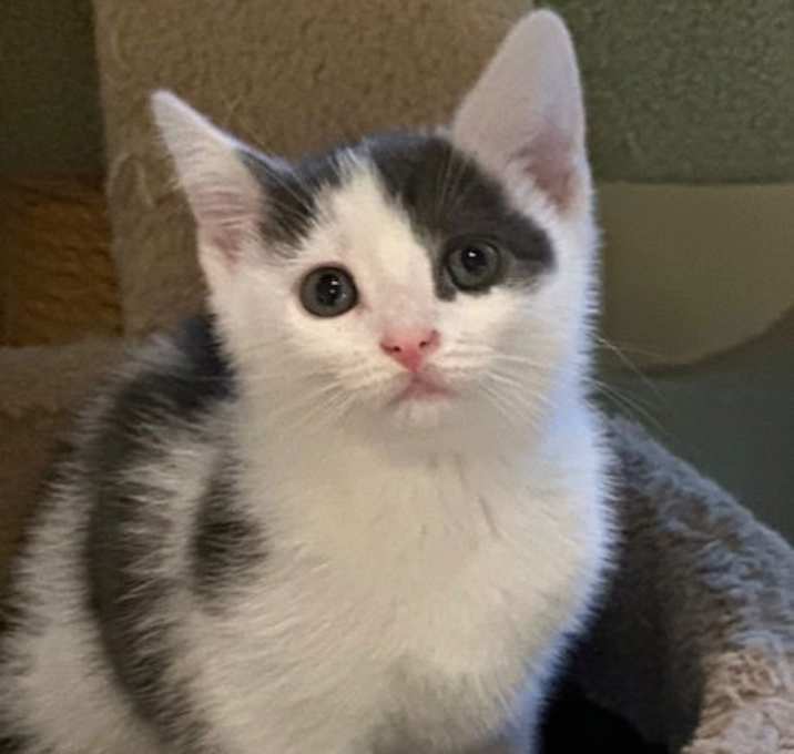 Photo of Kale
