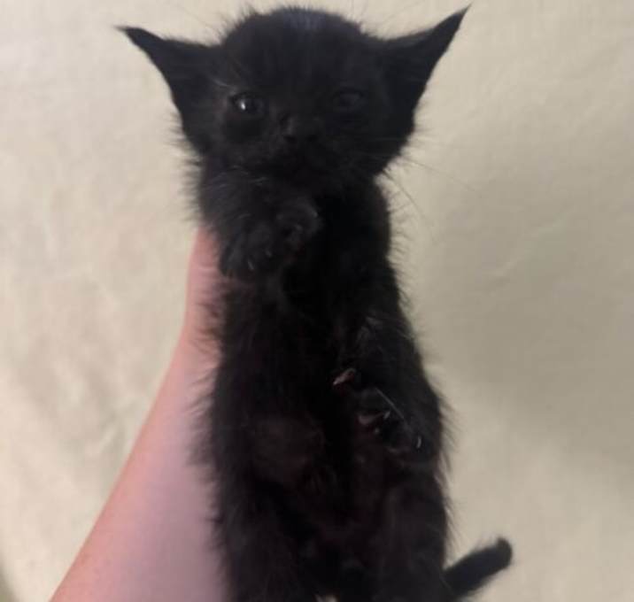 Photo of Onyx