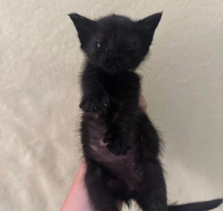 Photo of Cobalt