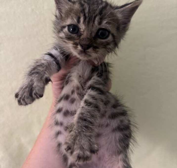 Photo of Indigo