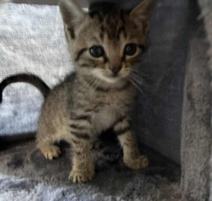Photo of Milo