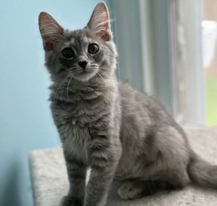 Photo of Chex