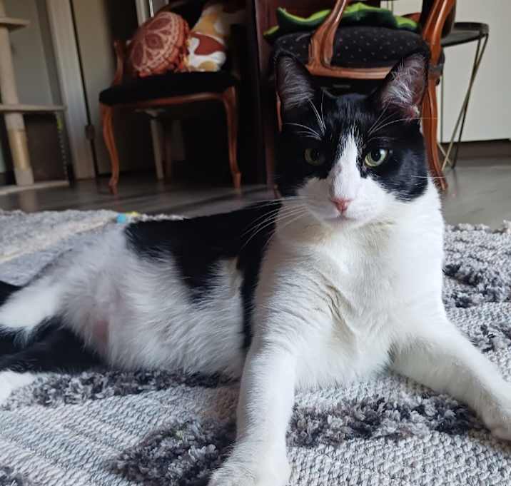 Photo of Henry