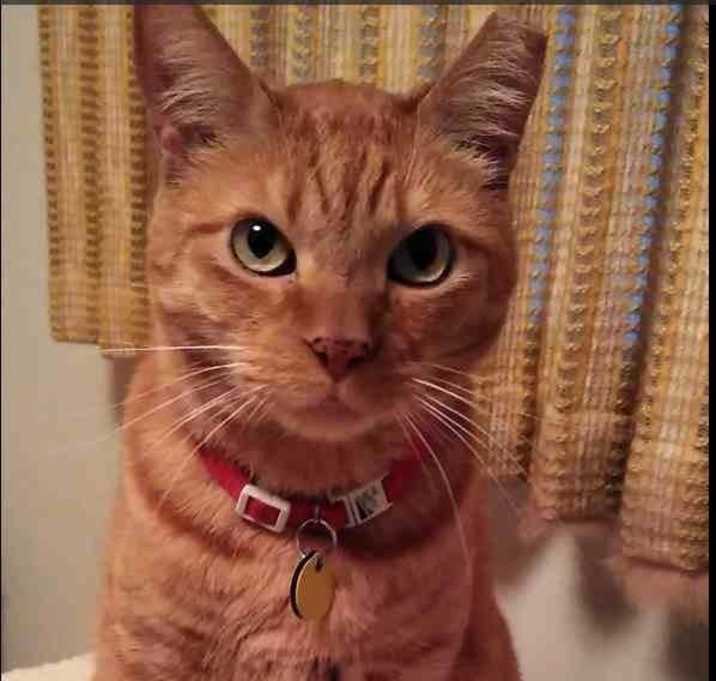 Photo of Simba