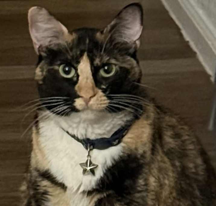 Photo of Megatron