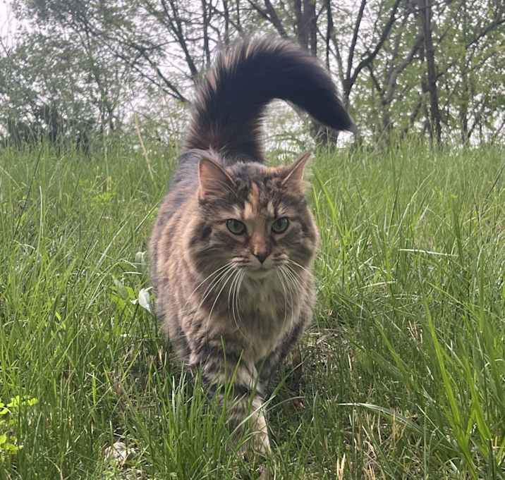 Photo of Sarabi