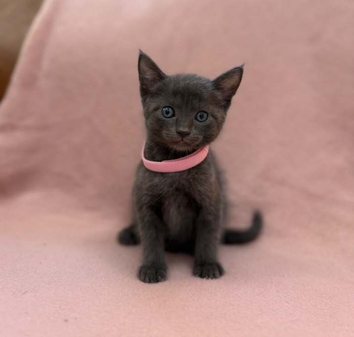 Photo of Misty Grey