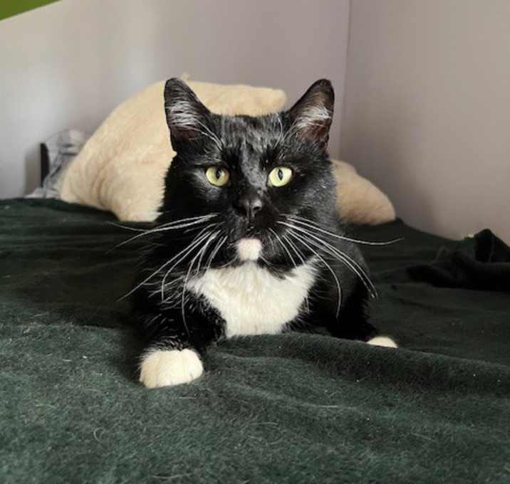 Photo of Mr. Cheeks