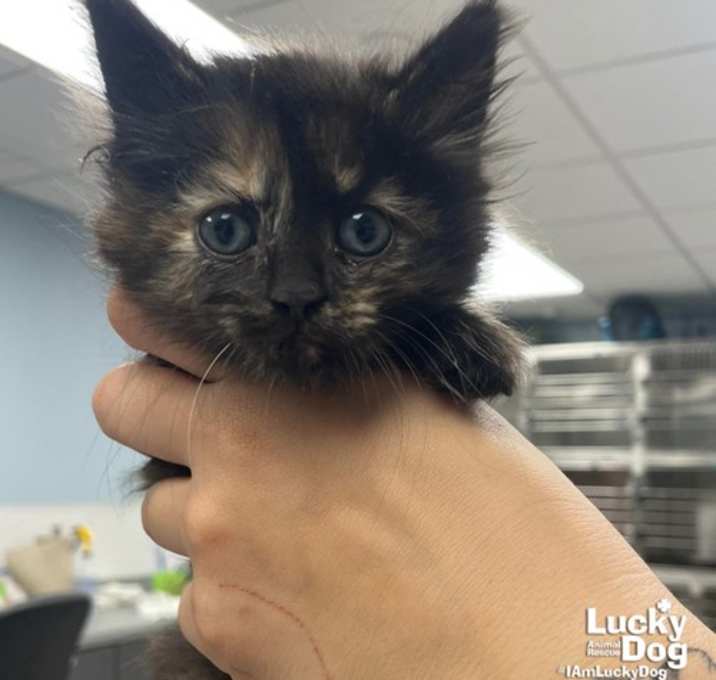 Photo of Gizelle
