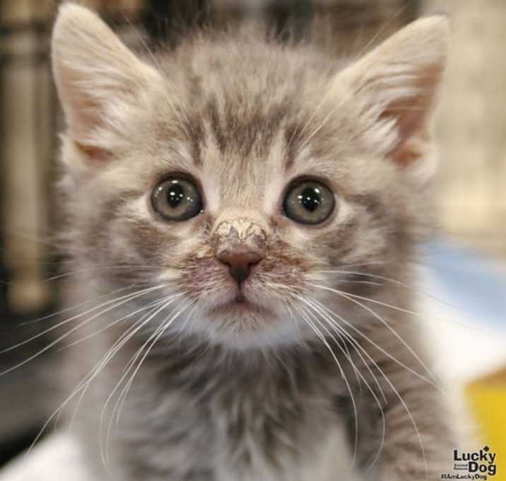 Photo of Aussie