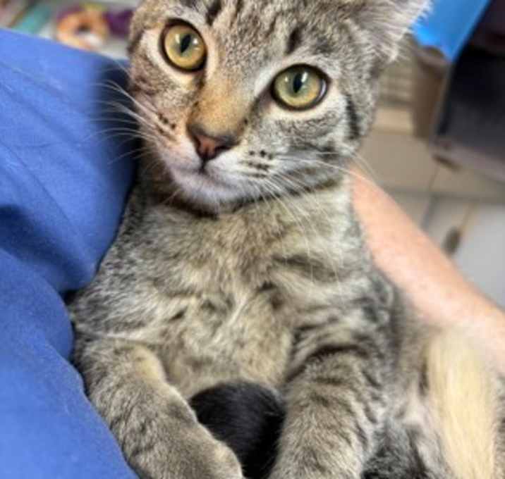 Photo of Glinda