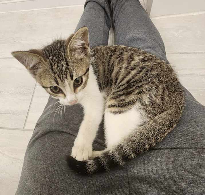 Photo of Pepper