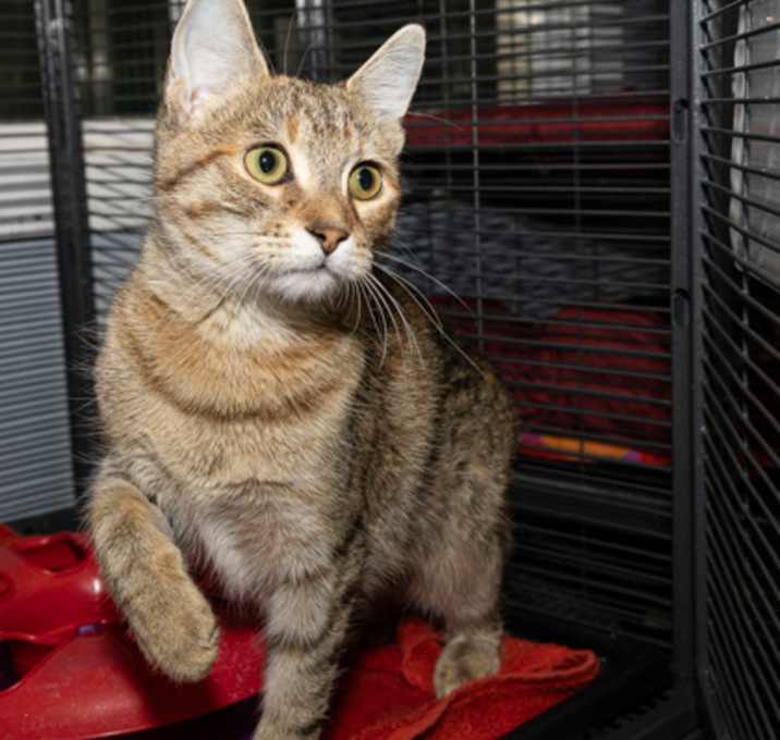 Photo of Juno