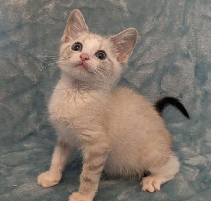 Photo of Miso