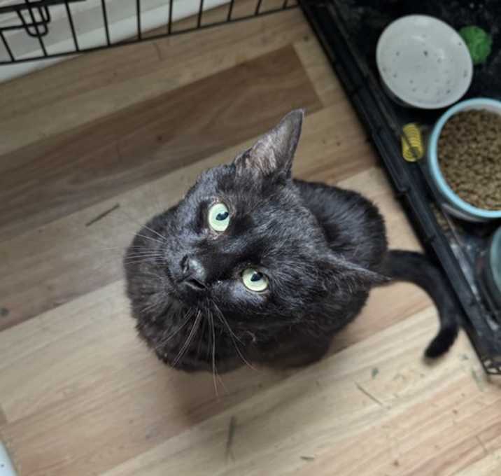 Photo of Chia