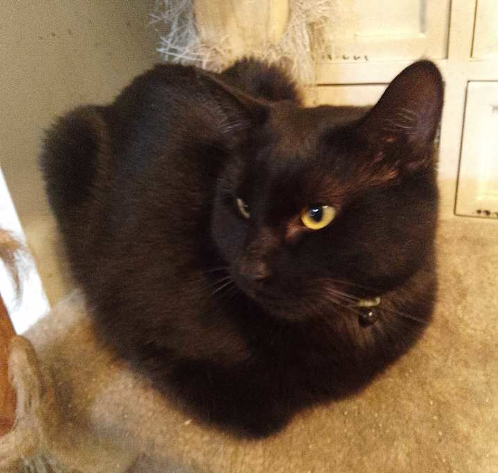 Photo of BooBoo