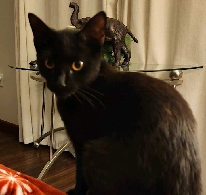 Photo of Luna