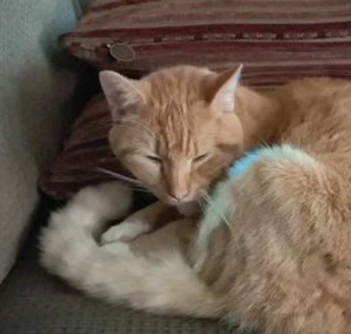 Photo of Ginger  (nee Ophelia): not at shelter