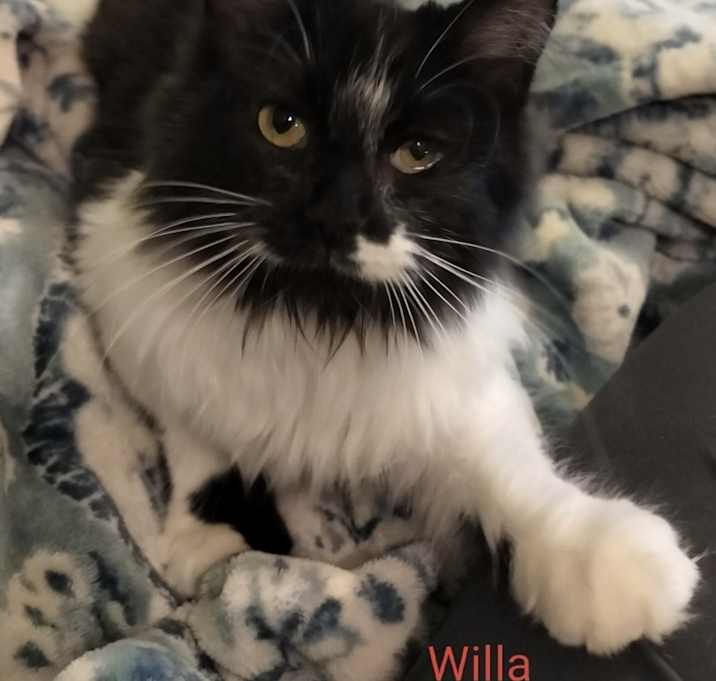 Photo of Willa