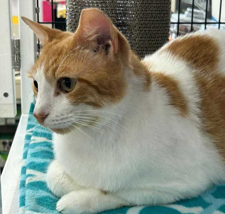 Photo of Creamsicle