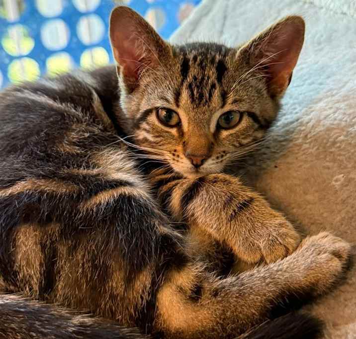 Photo of Stella