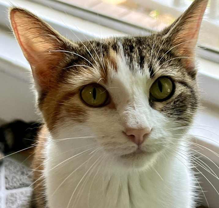 Photo of Honey