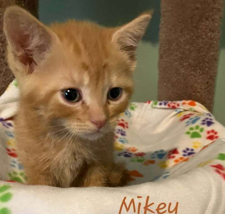 Photo of kittens