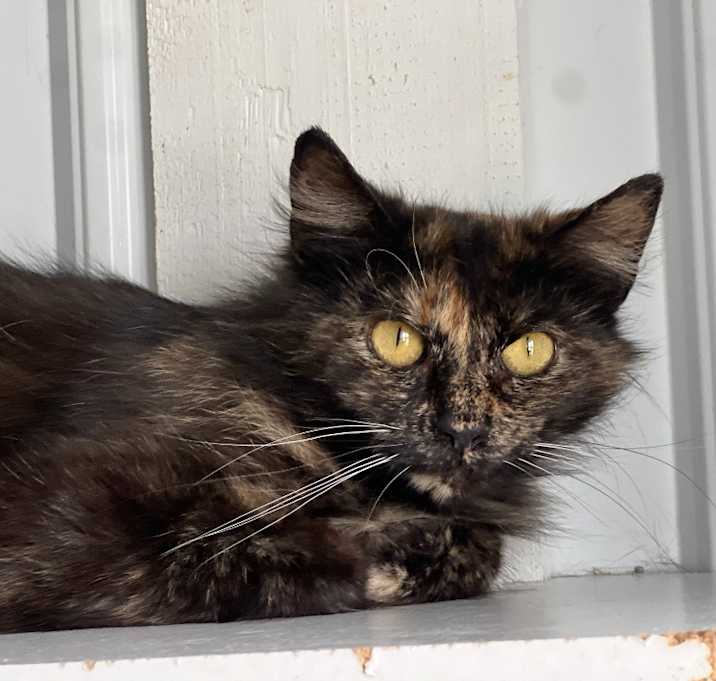 Photo of Stormy