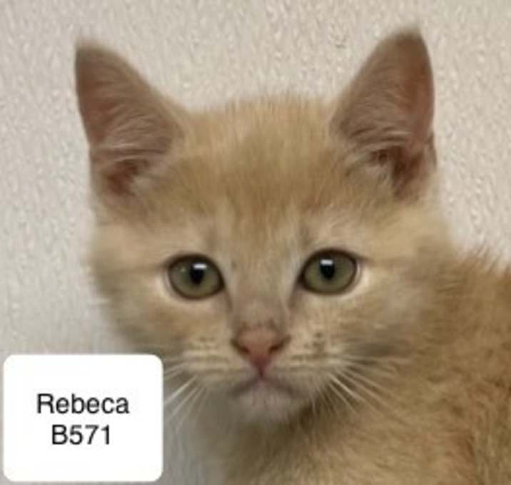 Photo of Rebeca B571