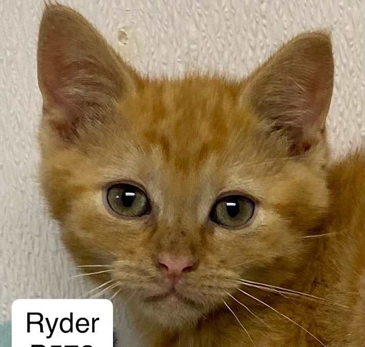 Photo of Ryder B572