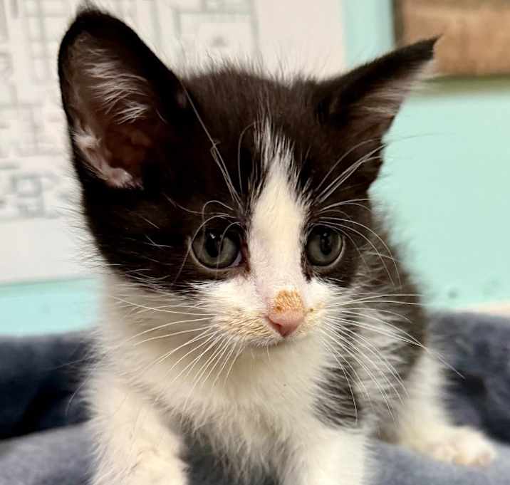 Photo of Domino