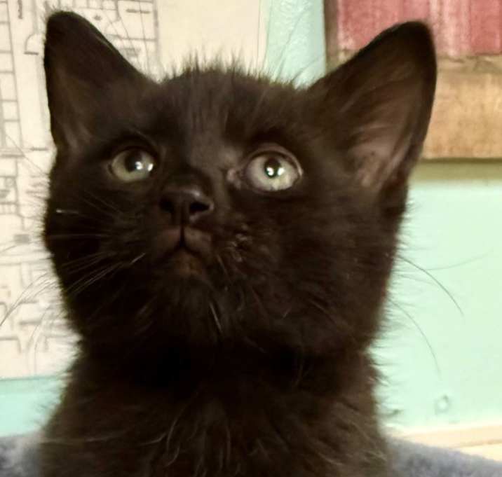 Photo of Smudge