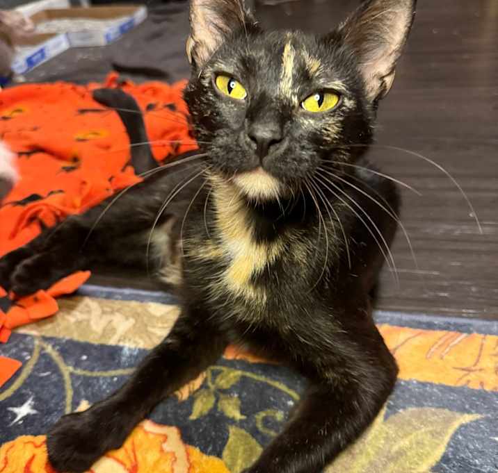 Photo of Pumpernickel 