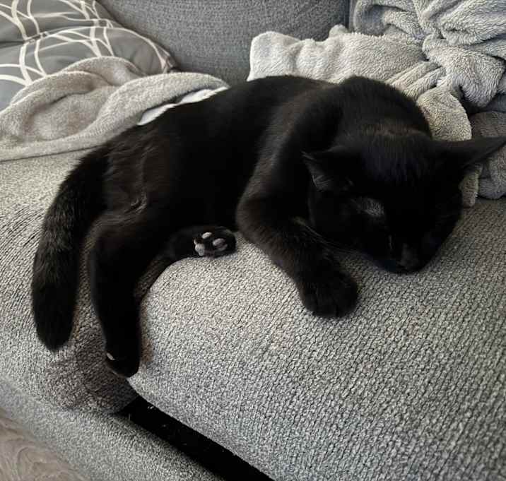 Photo of Kuro