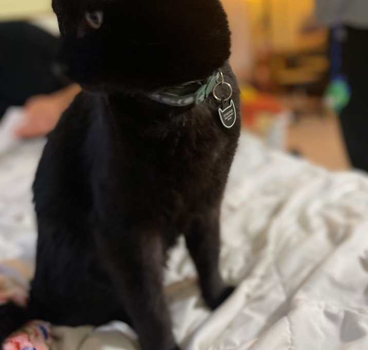 Photo of Dutch