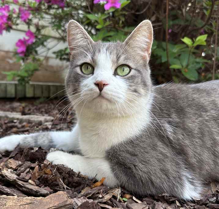 Photo of Bubba
