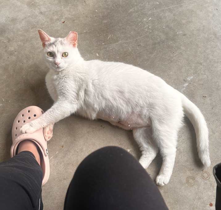 Photo of Luna