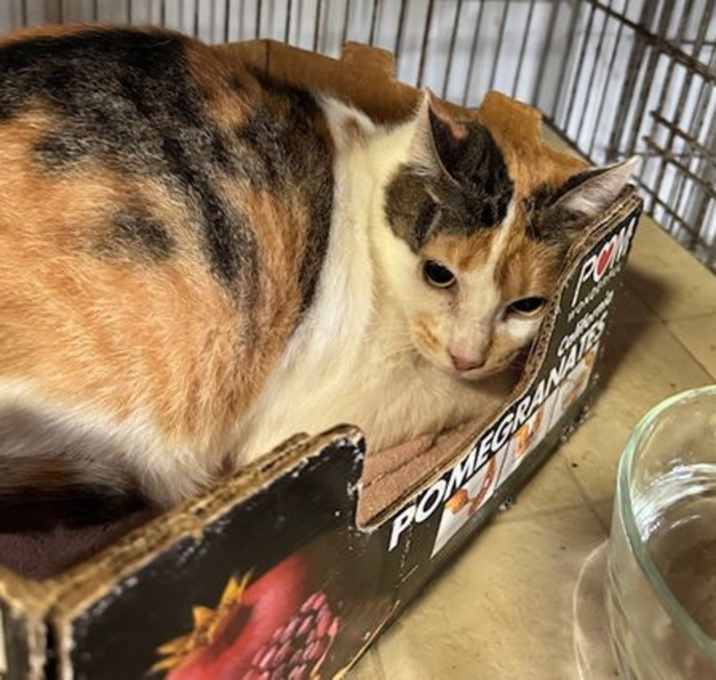 Photo of Elsie