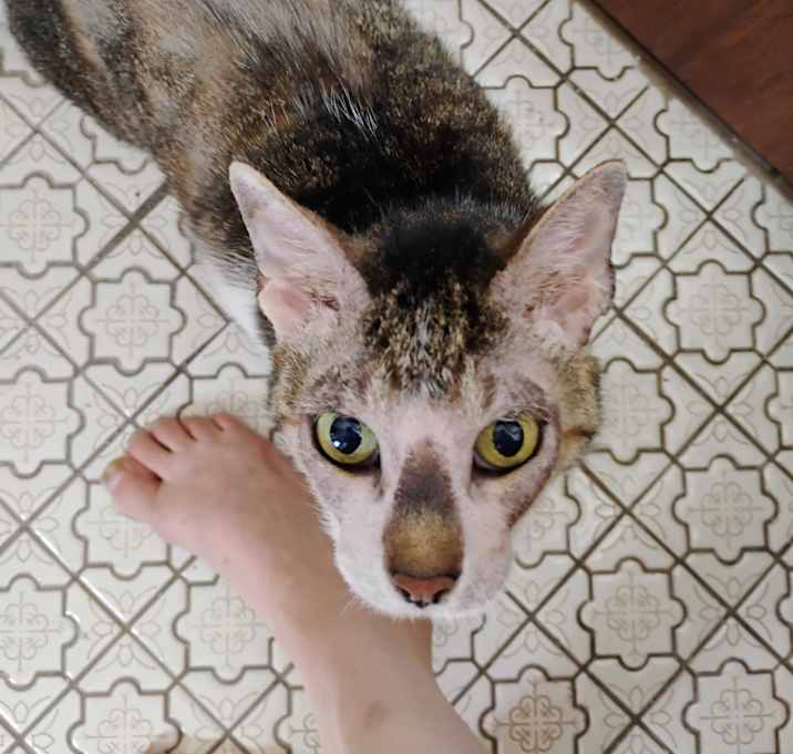 Photo of Rompus