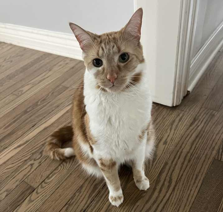 Photo of Francis