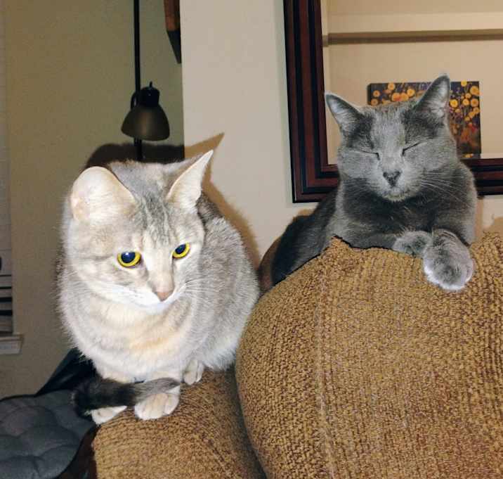 Photo of Little Kitty